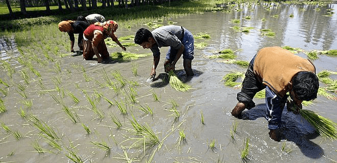 Class 10 Geography Chapter 4 Notes - Agriculture