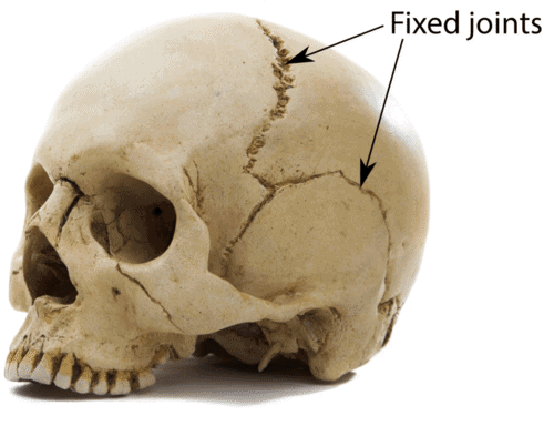 Fig: Fixed joints.