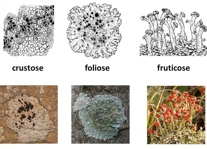 Types of Lichens on the basis of Thallus