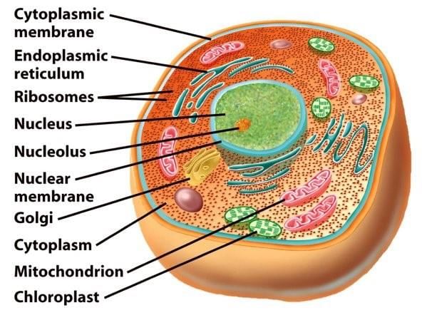 Cell Organelles