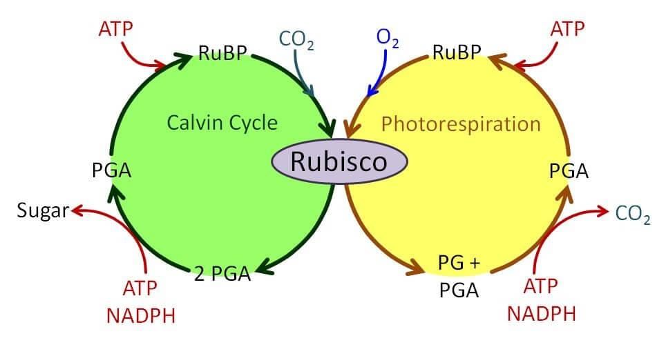 Rubisco