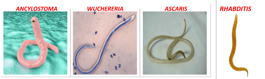 Phylum - Aschelminthes (Nematoda) | Biology for JAMB