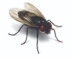 Class 8 Science - Microorganisms Friend or Foe HOTS Questions