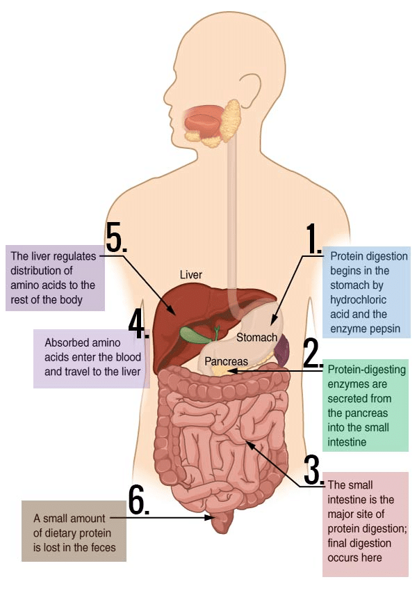 Digestion of Protein