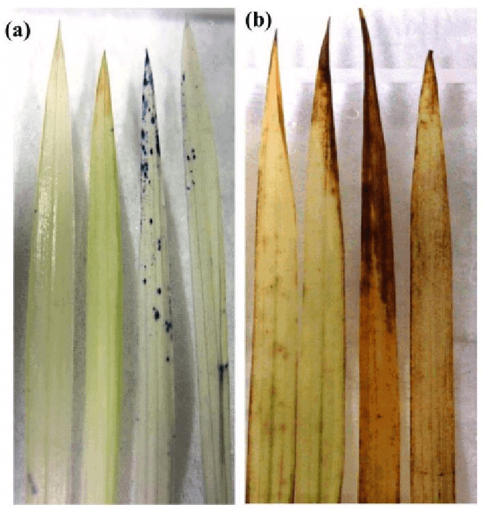 Fig: Tolerance of plants to toxicity