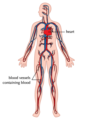 Circulatory System