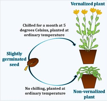 Fig: Effect of Vernalization