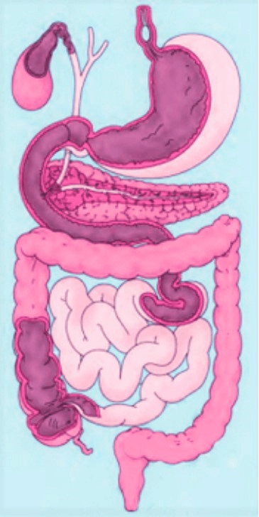 NCERT Solutions for Class 7 Science - Nutrition in Animals