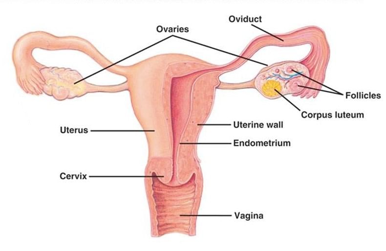 Female Reproductive Organ