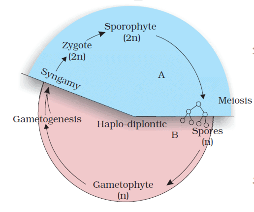 Haplo-diplontic Life Cycle