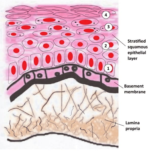 (1) Stratified Squamous Epithelium