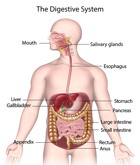 Nutrition in Human Beings - Class 10