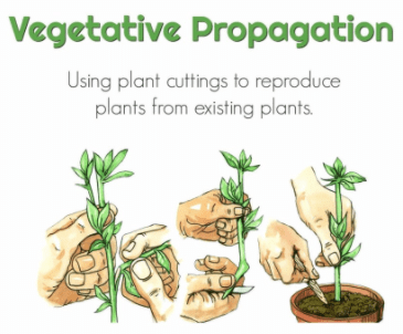 Respiration, Growth & Movement, Vernalization, Photoperiodism, Artificial Vegetative Propagation | Science & Technology for State PSC Exams - BPSC (Bihar)