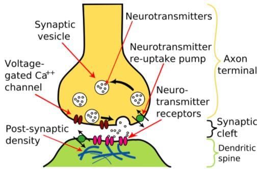 CNS Synapse