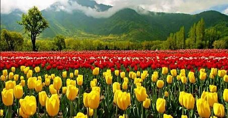 Floriculture in India