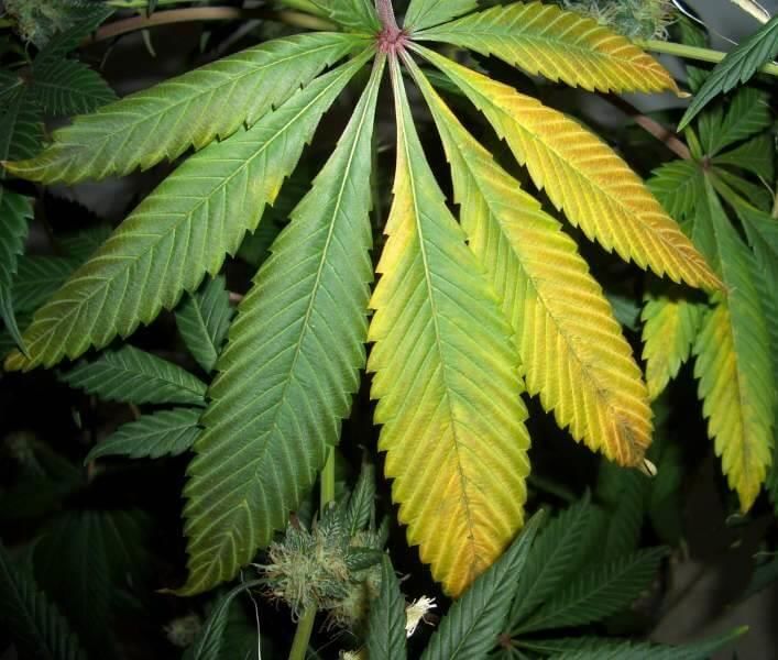 Fig: Potassium deficiency in plants
