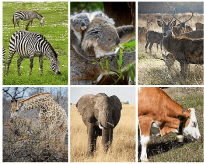 Herbivores
