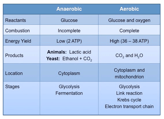 Aerobic & Anaerobic Respiration | Science Class 10