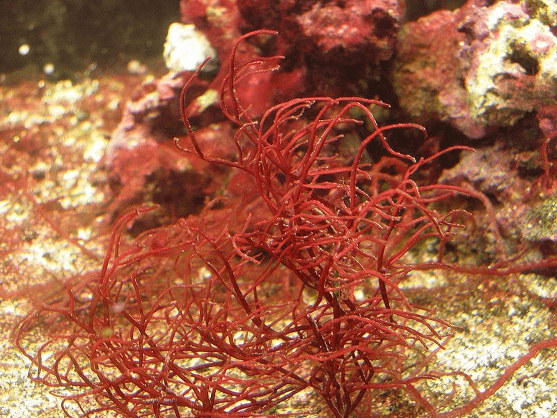Rhodophyceae