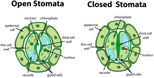 Life Processes Class 10 Notes Science Chapter 5