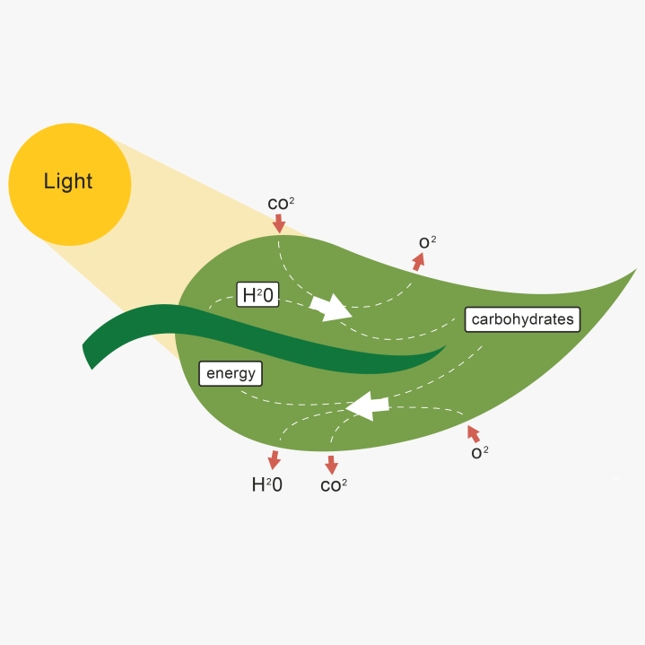 Respiration