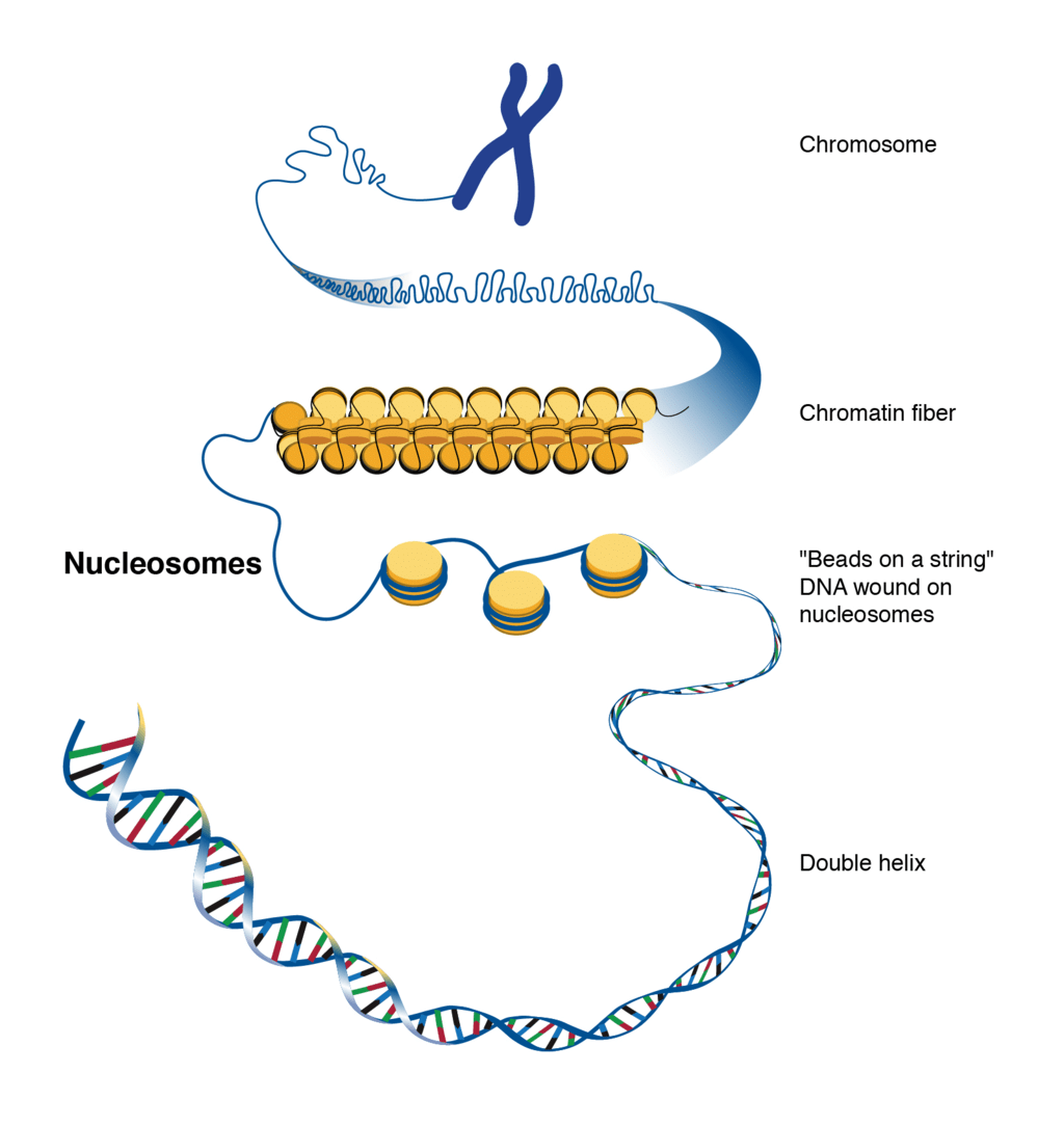Structure & Packaging of DNA Helix | Biology for EmSAT Achieve