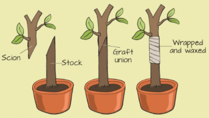Fig: Grafting