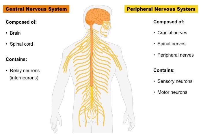 NCERT Summary: Summary of Biology- 2 | Science & Technology for UPSC CSE