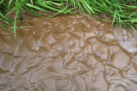 Alluvial Soil
