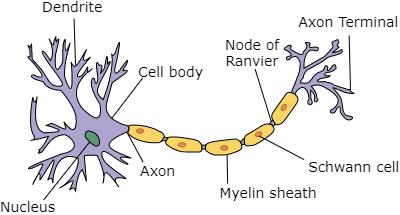 Nervous Tissue