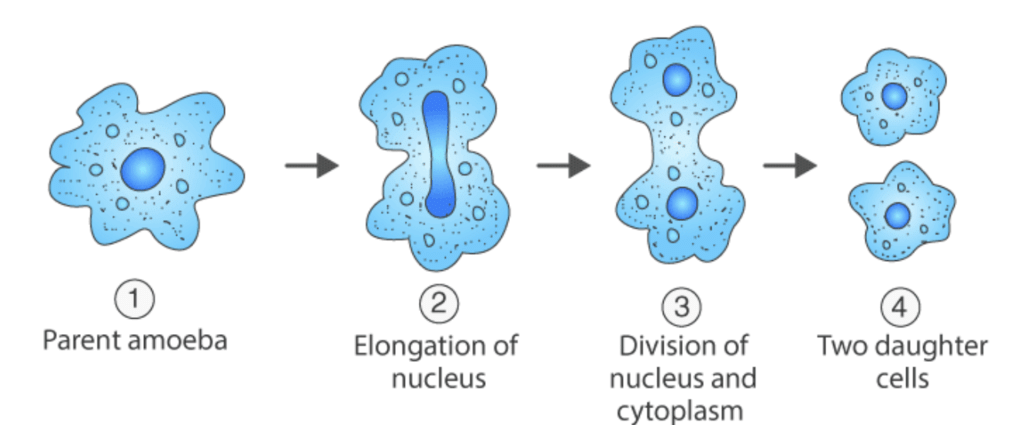 Class 8 Science: Sample Question Paper - 9 | Science Class 8