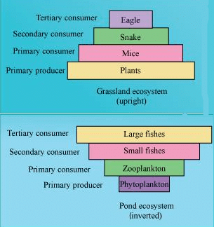 Pyramid of biomass