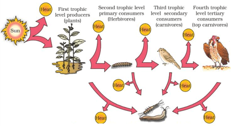Energy flow through different trophic levels