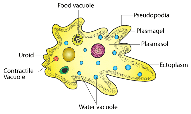 Amoeba