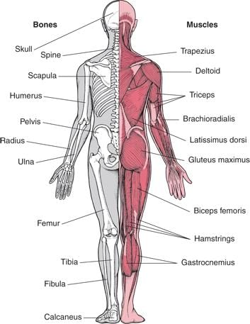 Musculoskeletal system