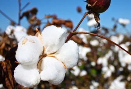 Cotton crop