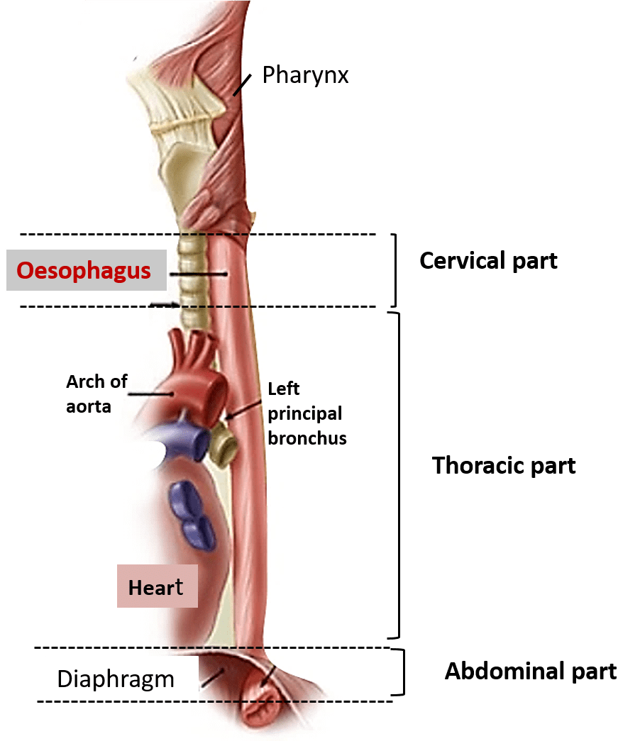 Oesophagus
