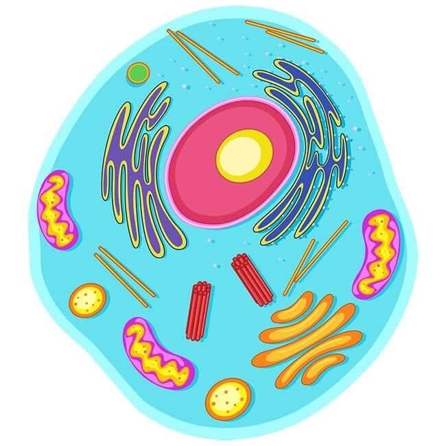 A Cell