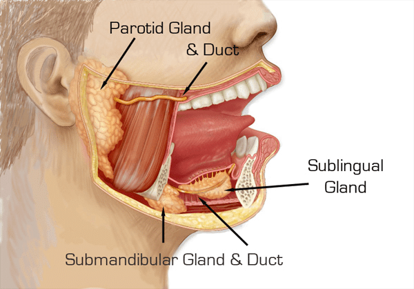 Salivary Glands