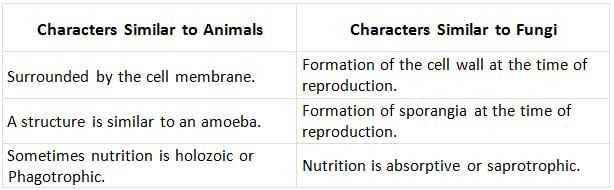 Euglenoids, Slime Moulds & Protozoans | Additional Study Material for NEET