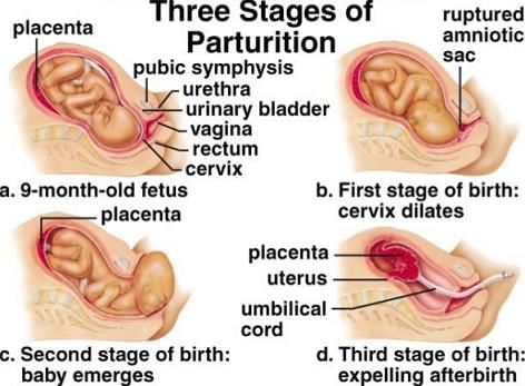 Parturition & Lactation | Biology Class 12 - NEET