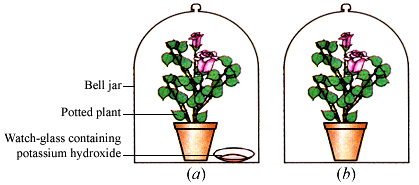 Class 10 Science Chapter 5 Practice Question Answers - Life Processes