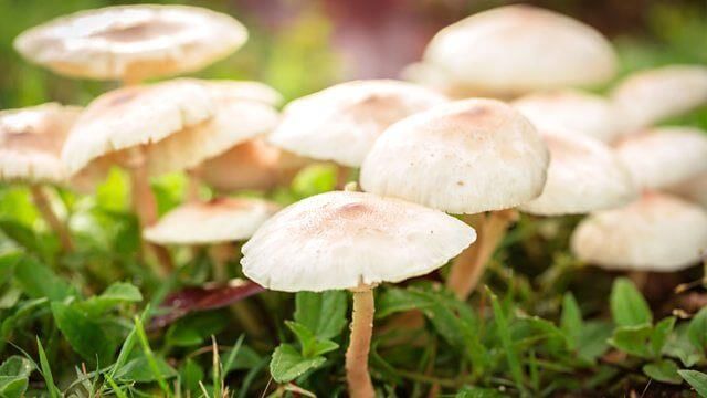 Fungi