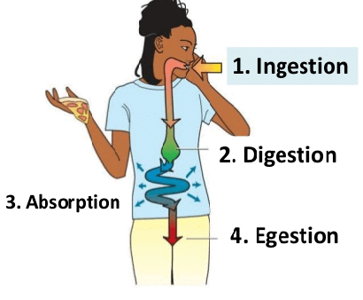Class 6 Science Chapter 2 Question Answers - Nutrition in Animals