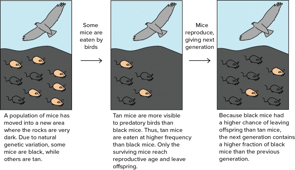 Fig: Darwinian selection theory