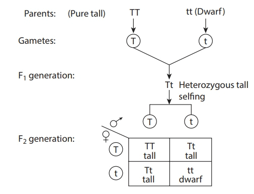 Law of Dominance