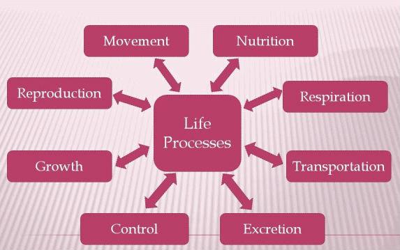 Life Processes Class 10 Notes Science Chapter 5