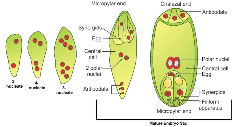Development of Female Gametophyte