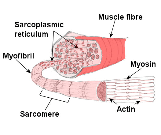 Fig: Structure of muscle.