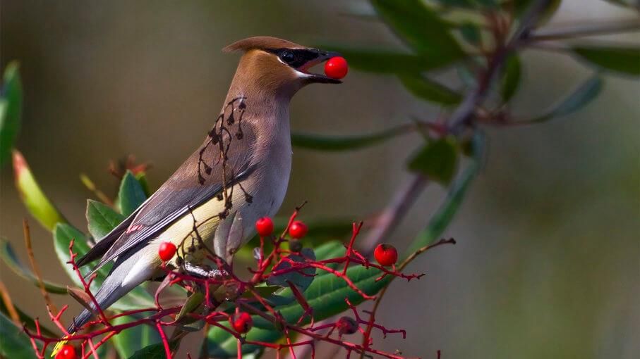 A Bird